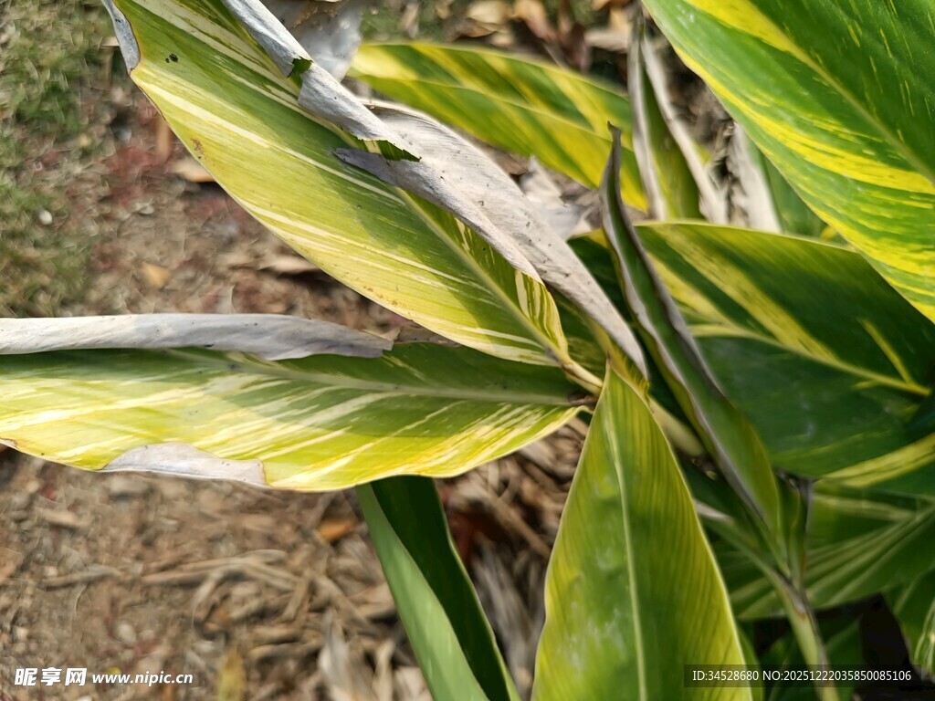 黄绿相间叶片的植物
