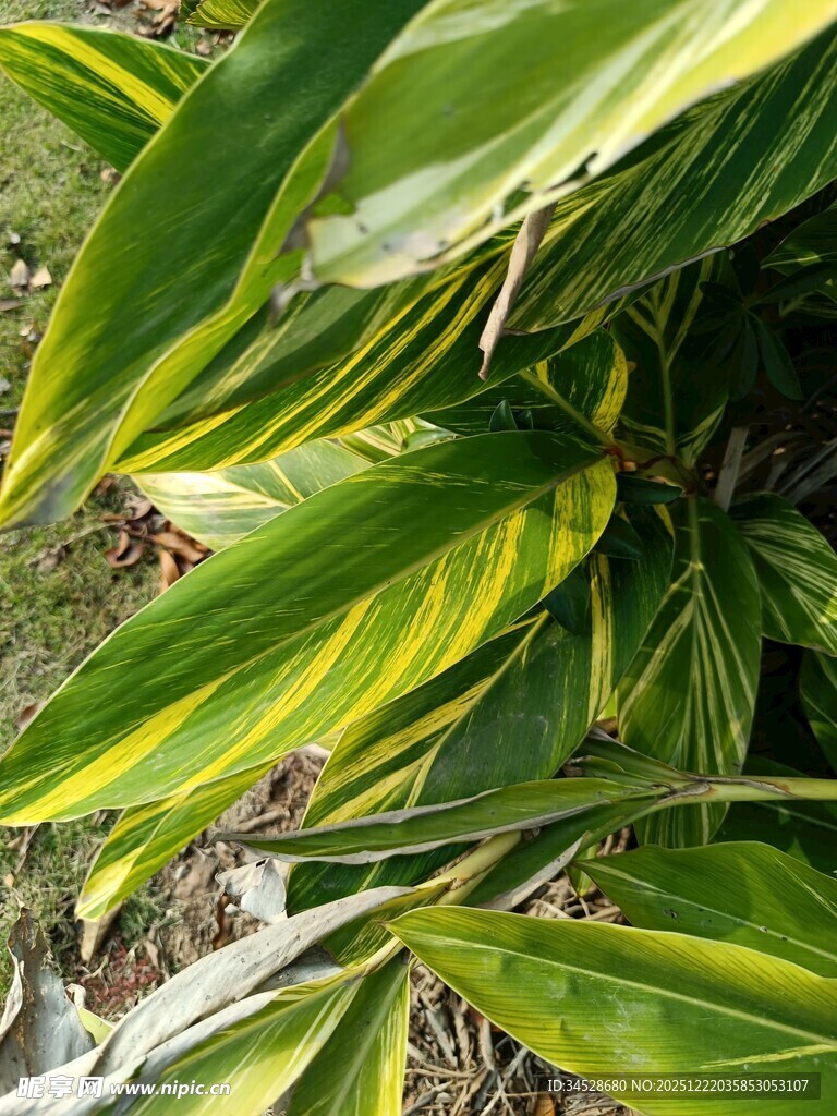 翠绿斑斓的植物叶片