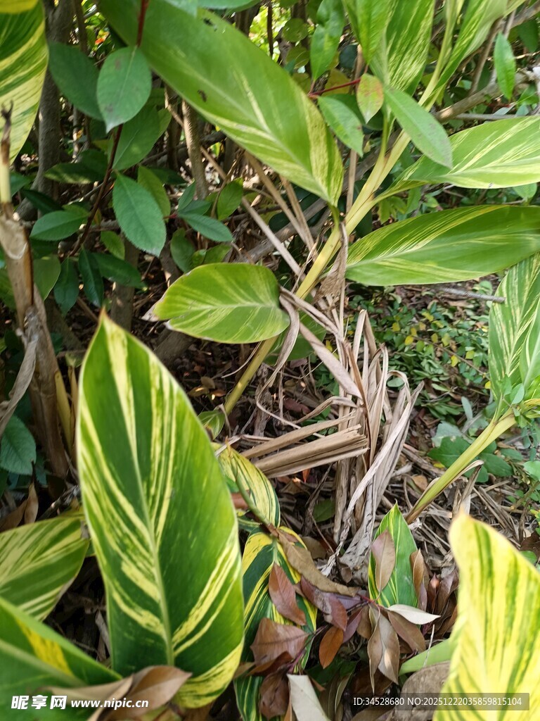 黄绿相间斑纹植物特写