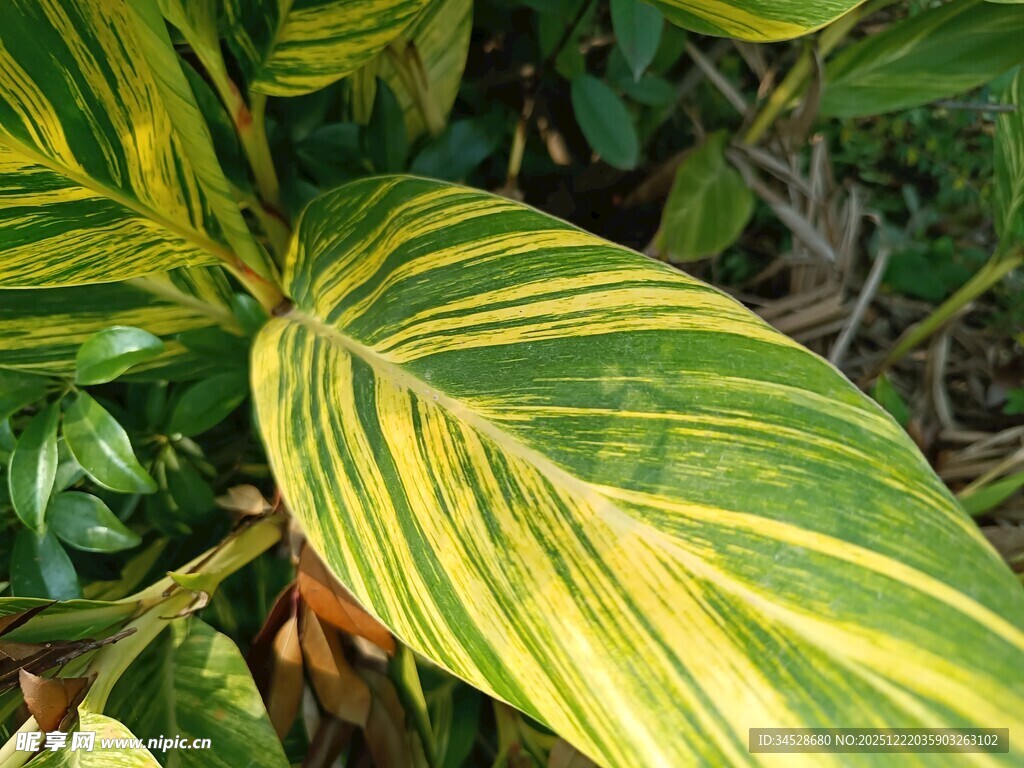 斑斓条纹叶片的热带植物
