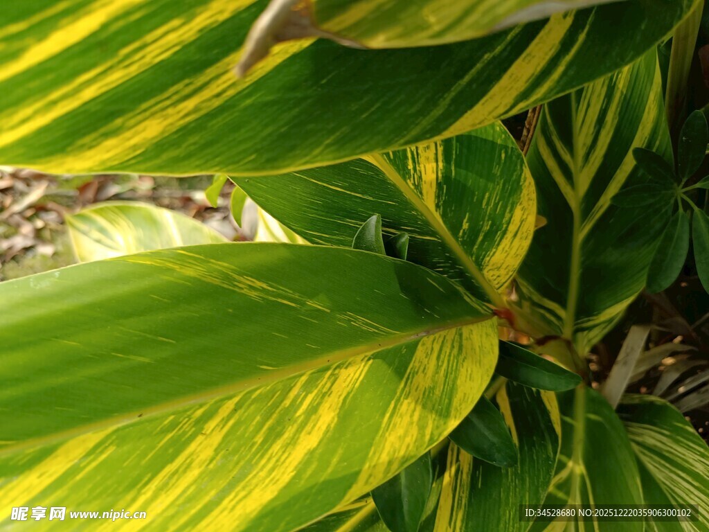 黄绿相间的斑斓植物叶片