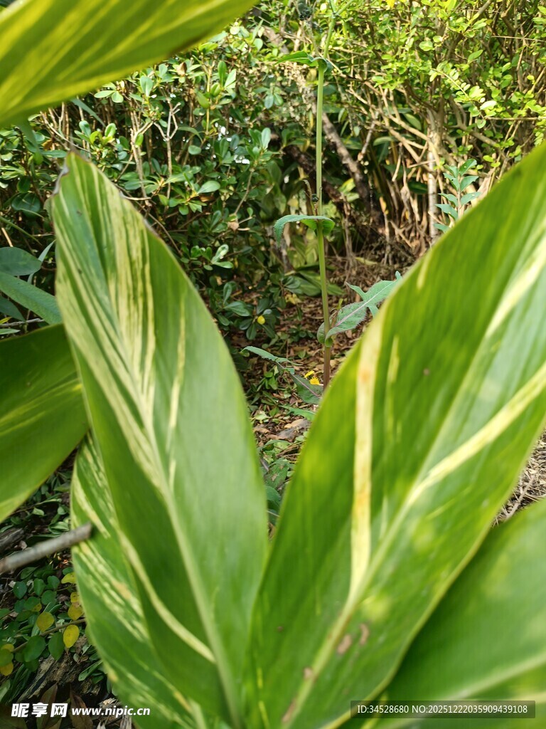 翠绿斑斓的热带植物叶片
