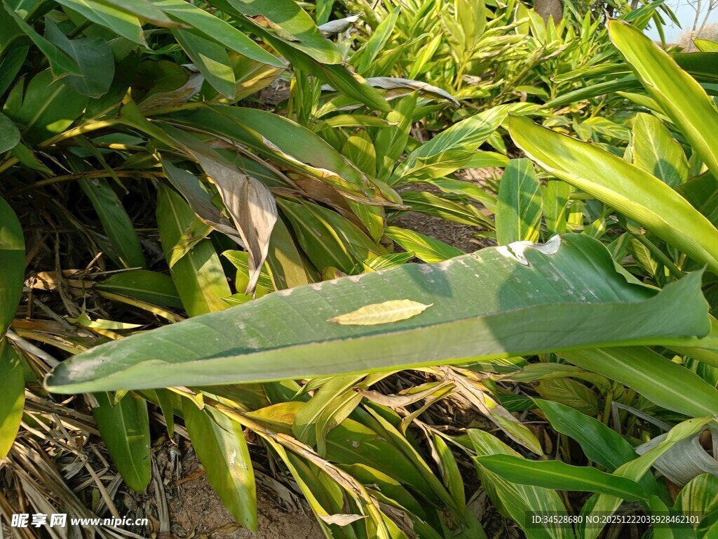 阳光下的翠绿植物叶片