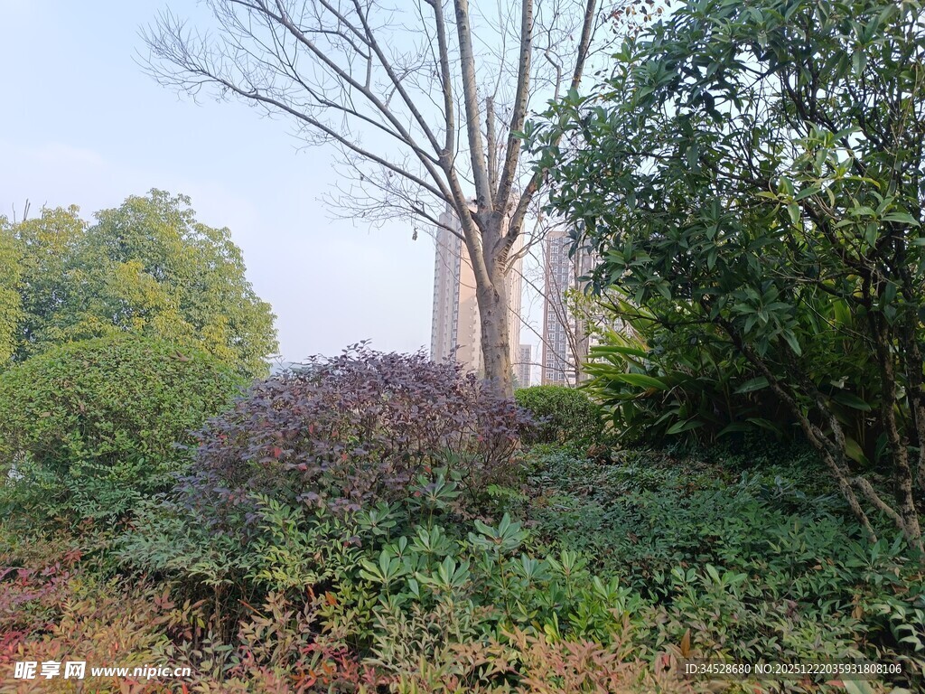 林间树木与繁茂植被景观