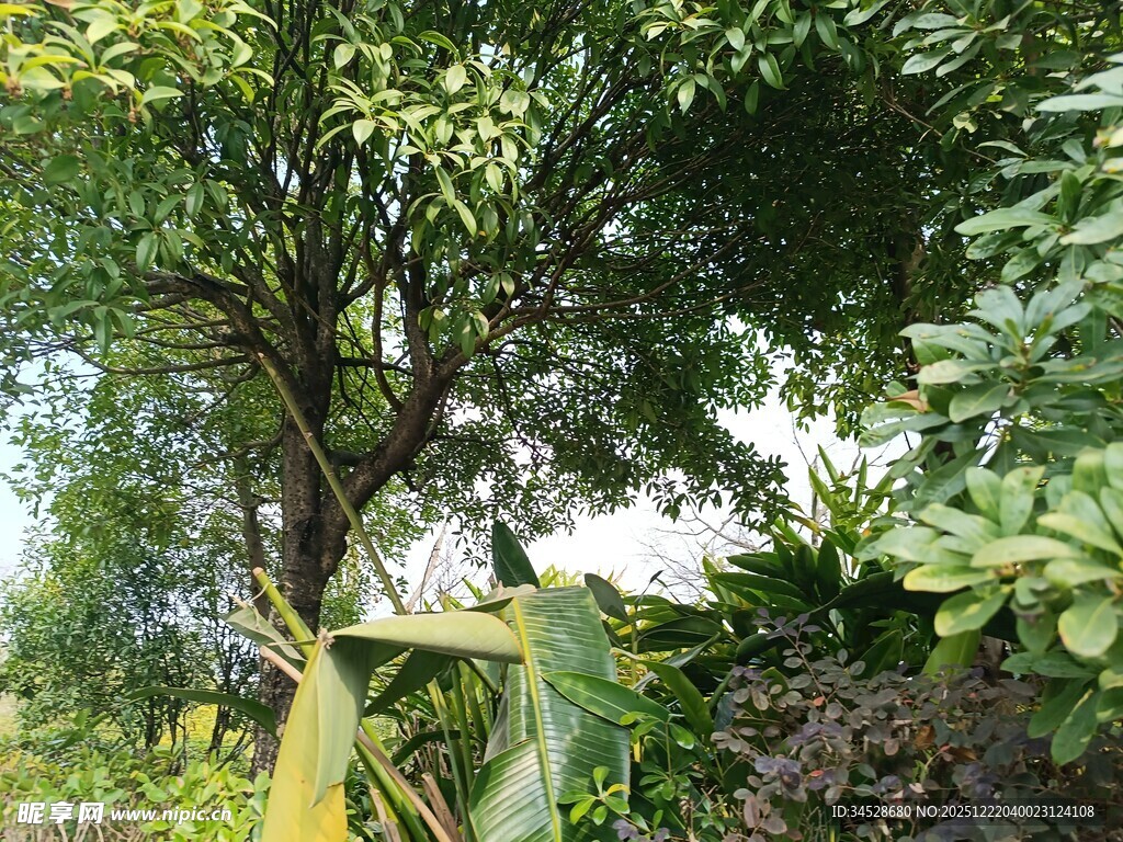 繁茂绿树与周边绿植景观