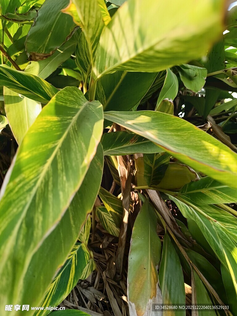 翠绿斑斓的热带观叶植物