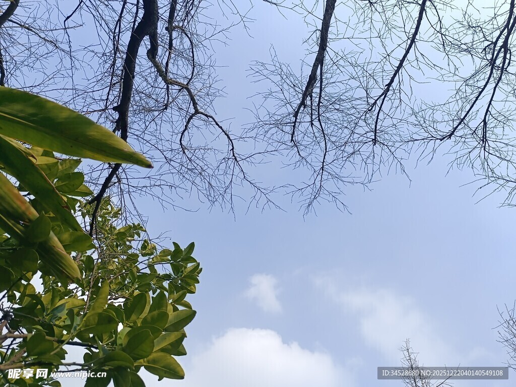 蓝天树枝绿叶的自然景致