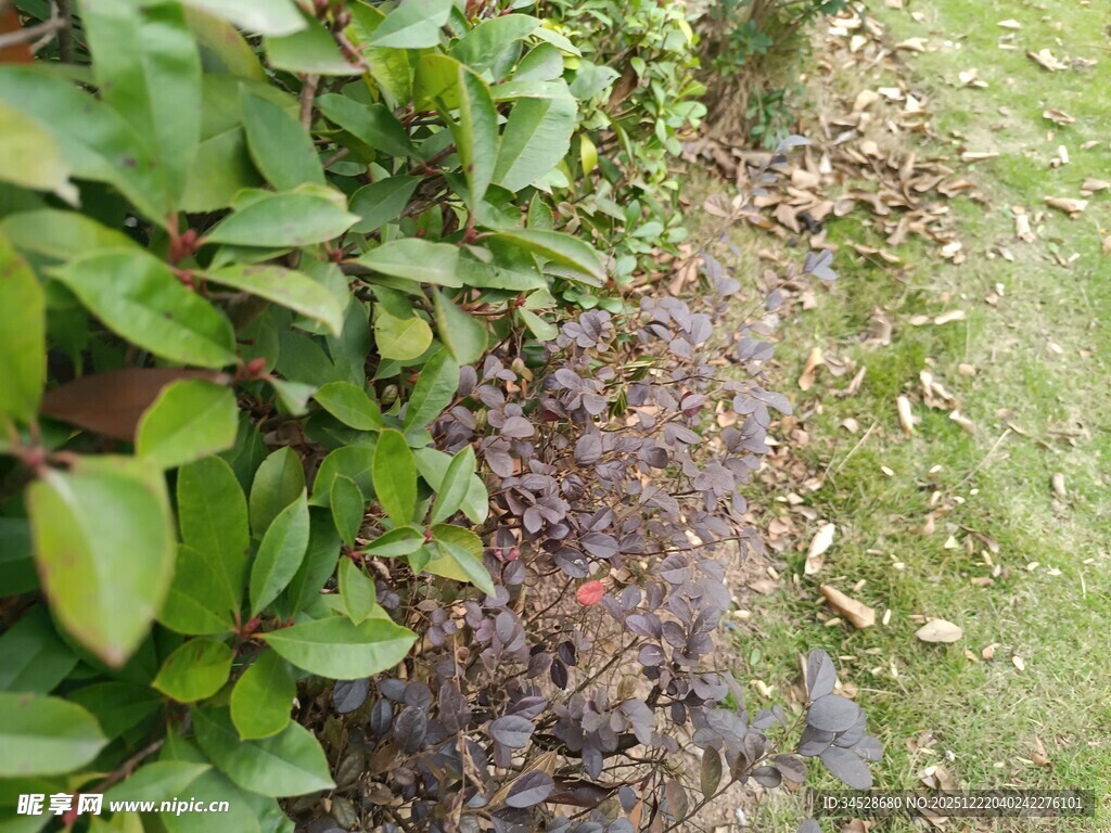 绿叶与地面枯叶景象