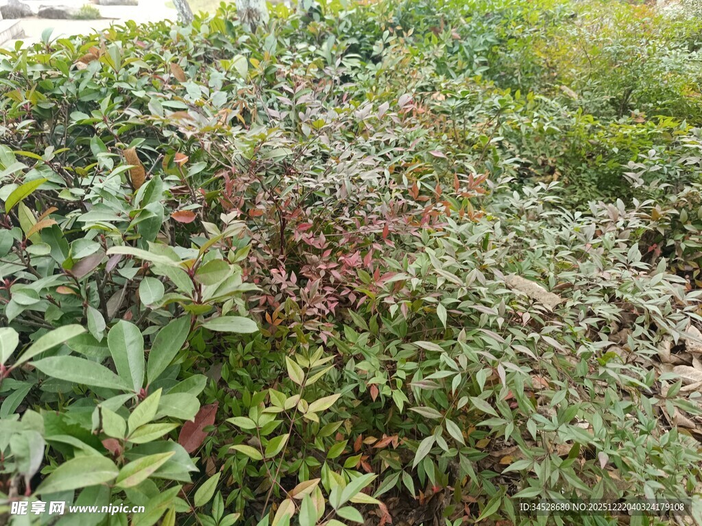 绿叶间的多彩植物