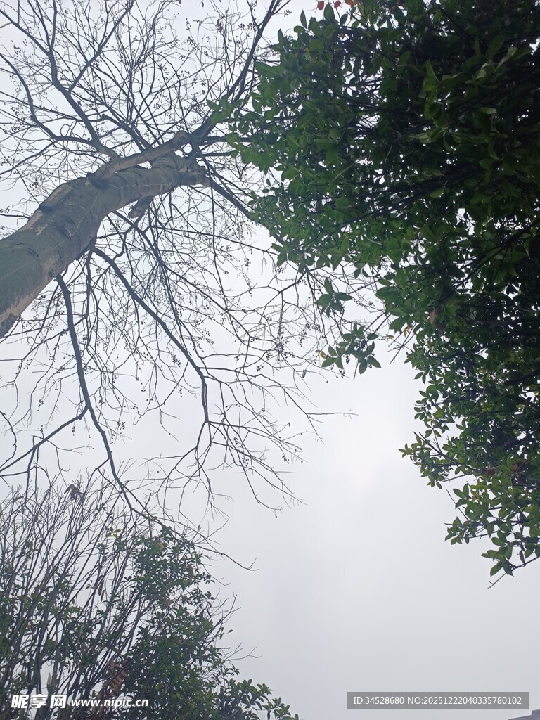 仰视枯树与绿树的天空