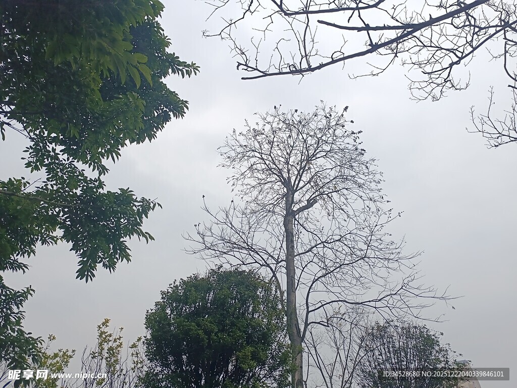 冬日枯树与繁茂绿树景象