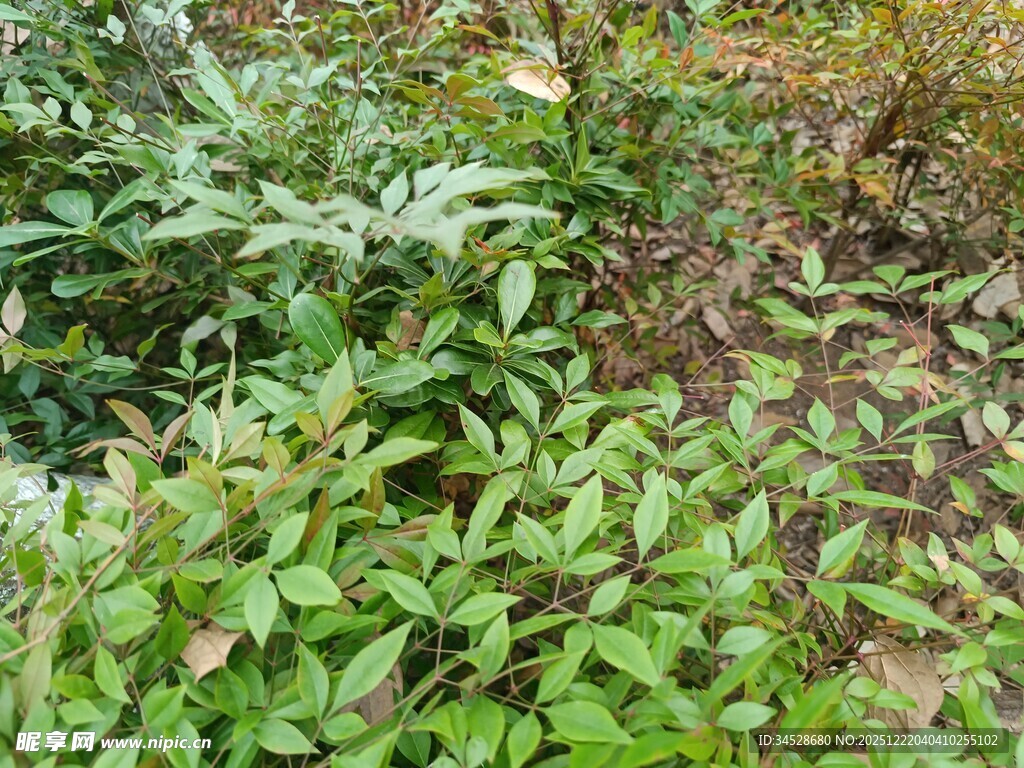 野外翠绿繁茂的植物群落