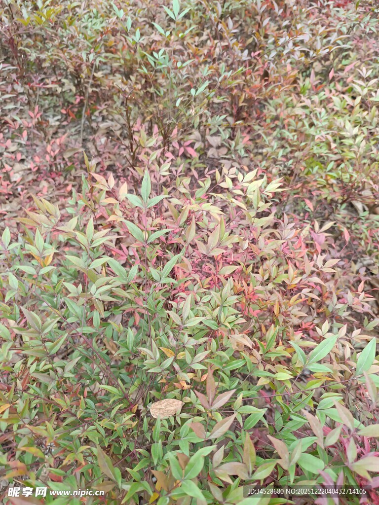 多彩斑斓的地面植物景观