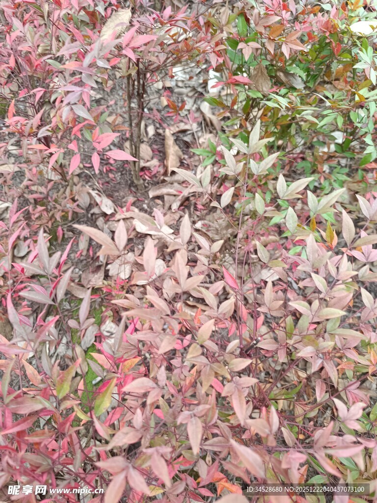 红叶植物特写