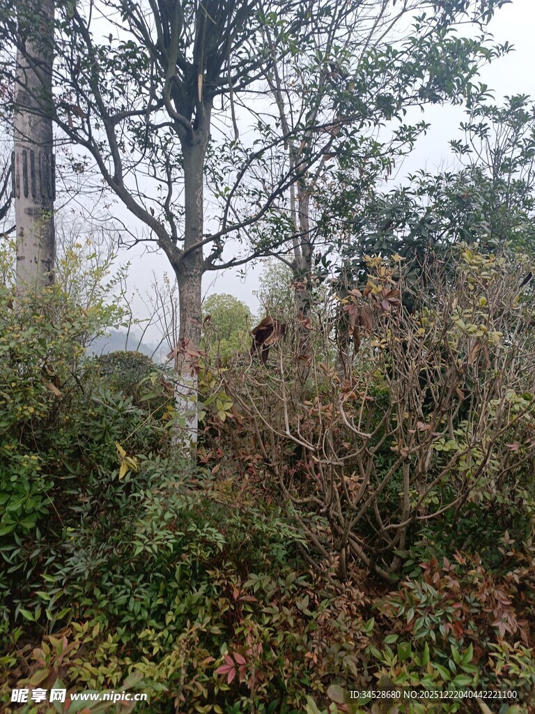 雾中树林与繁茂植被