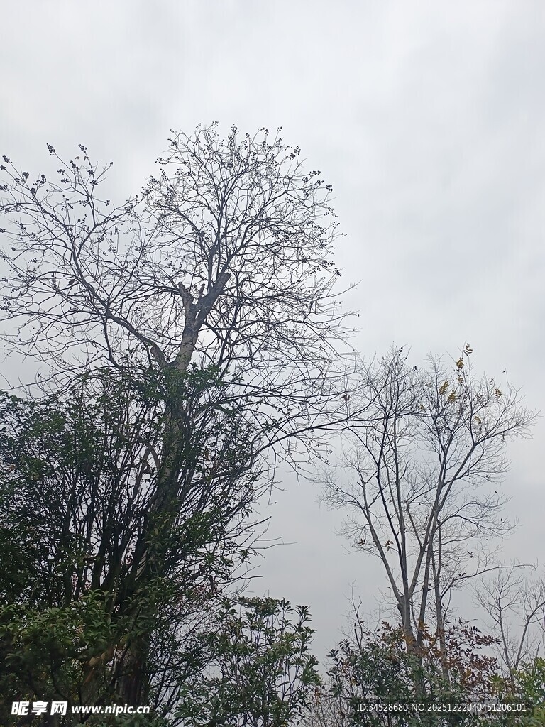 阴天里的光秃树木