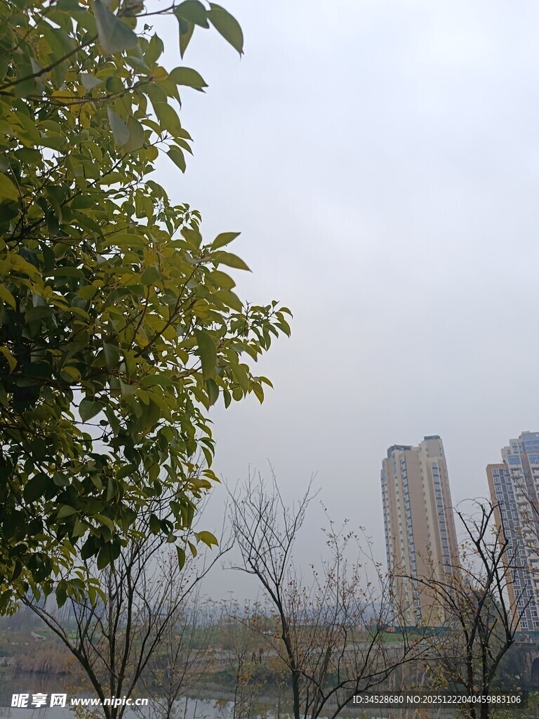 城市河畔绿树高楼景致