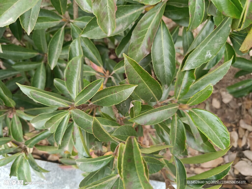 翠绿叶片的植物特写