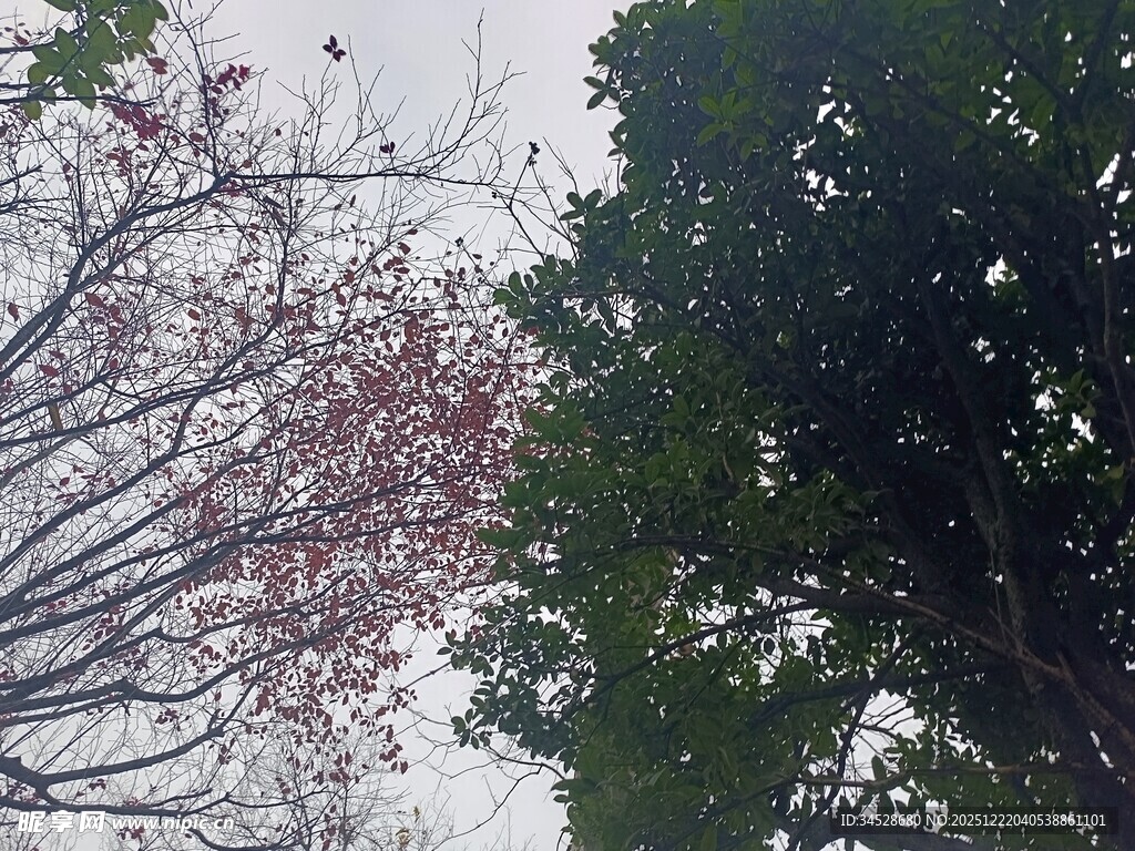 樱花绿树相映成趣