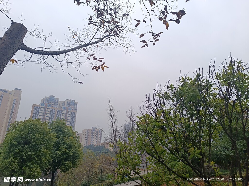 城市公园中的绿树与高楼