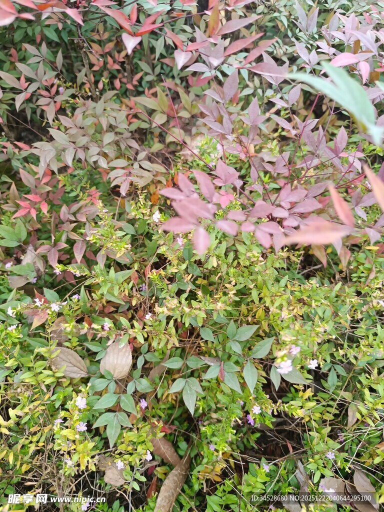 多彩繁茂的植物景观