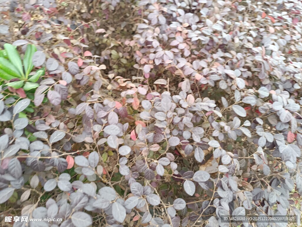 地面散落的粉色花瓣