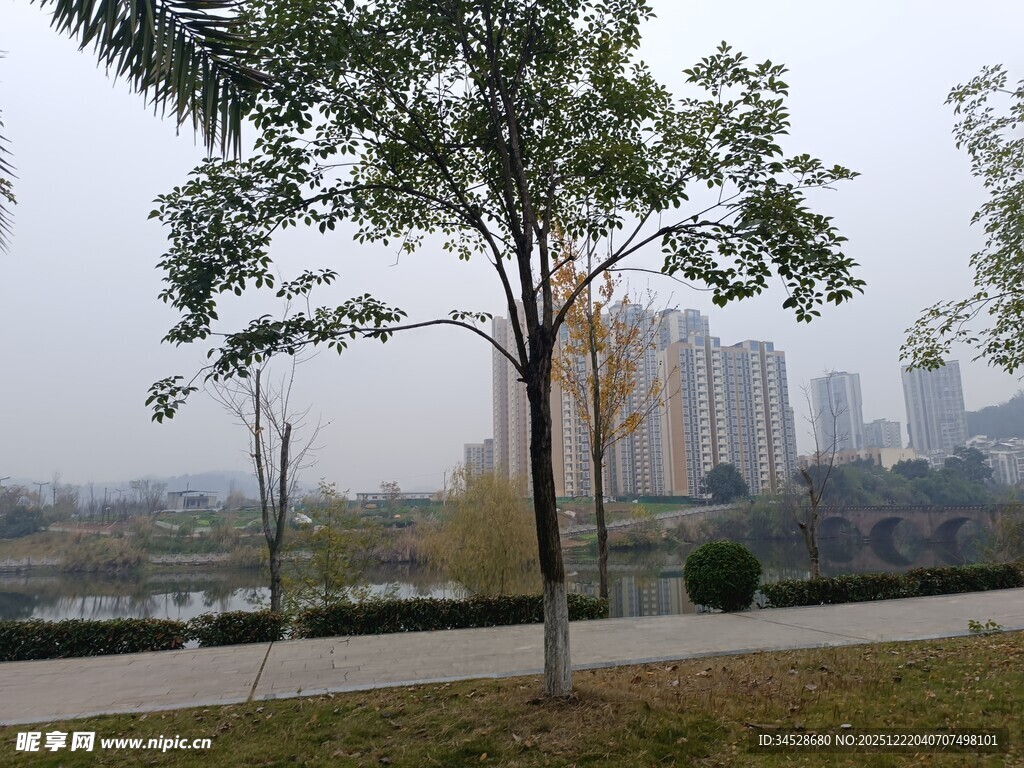 城市公园中的绿树与建筑