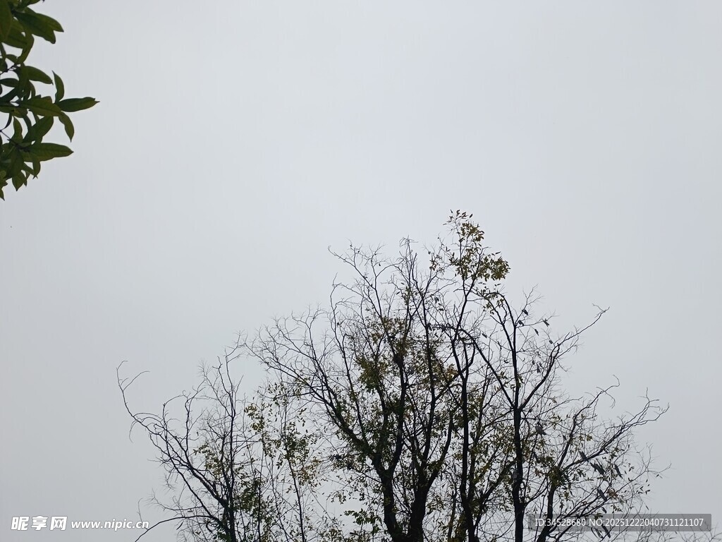 枝头小鸟栖于光秃树枝