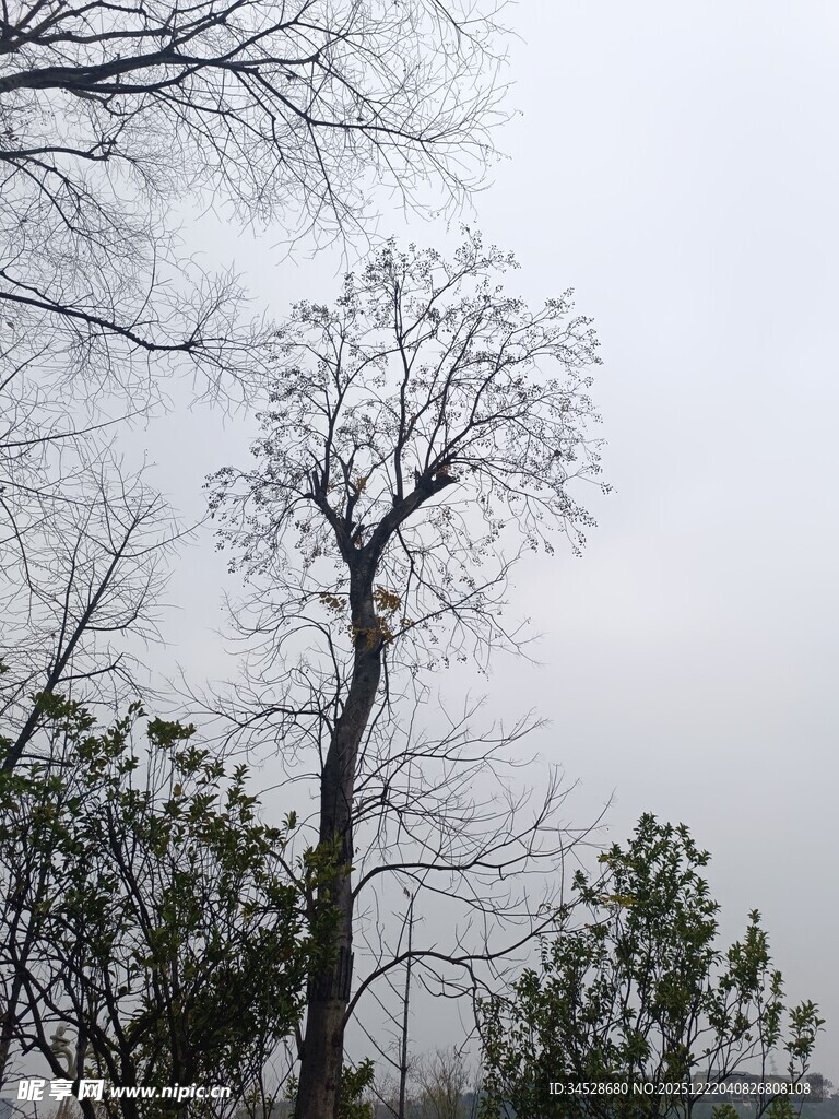 枯树立于灰白天空下