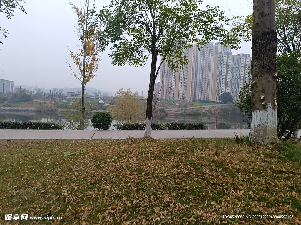 秋日公园草地树木景致