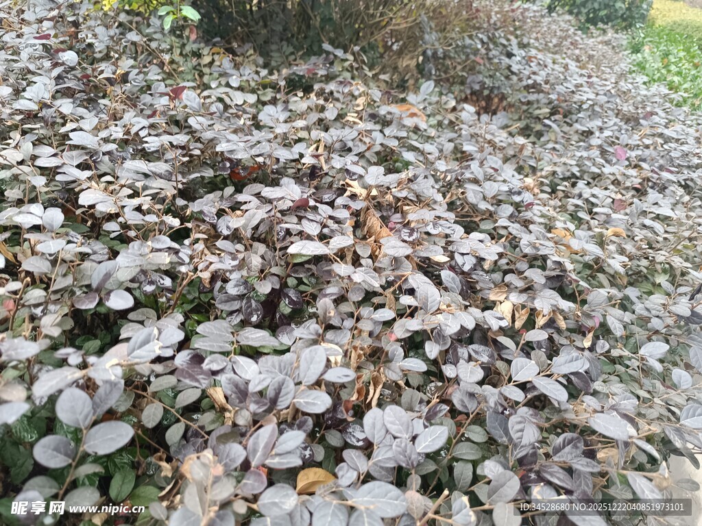 地面铺满枯叶景象