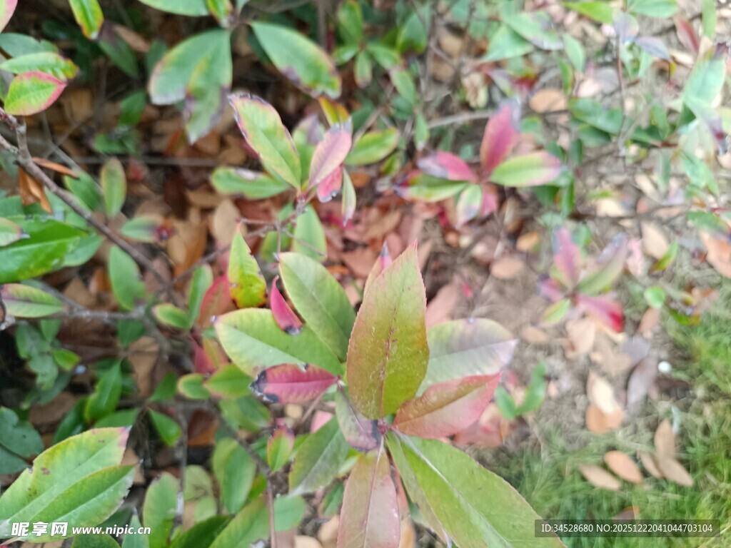 多彩叶片的绿色植物景观