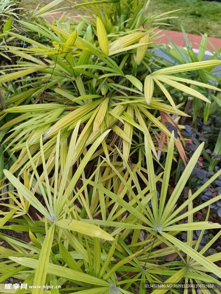 黄绿相间的斑斓观叶植物