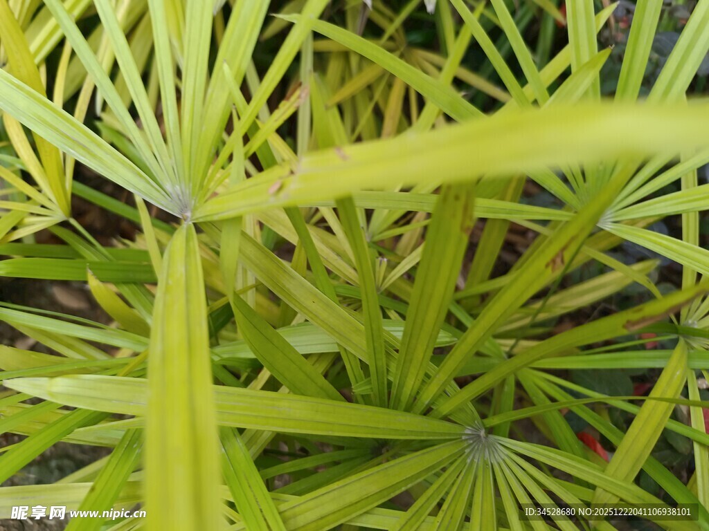 翠绿蒲葵叶片特写