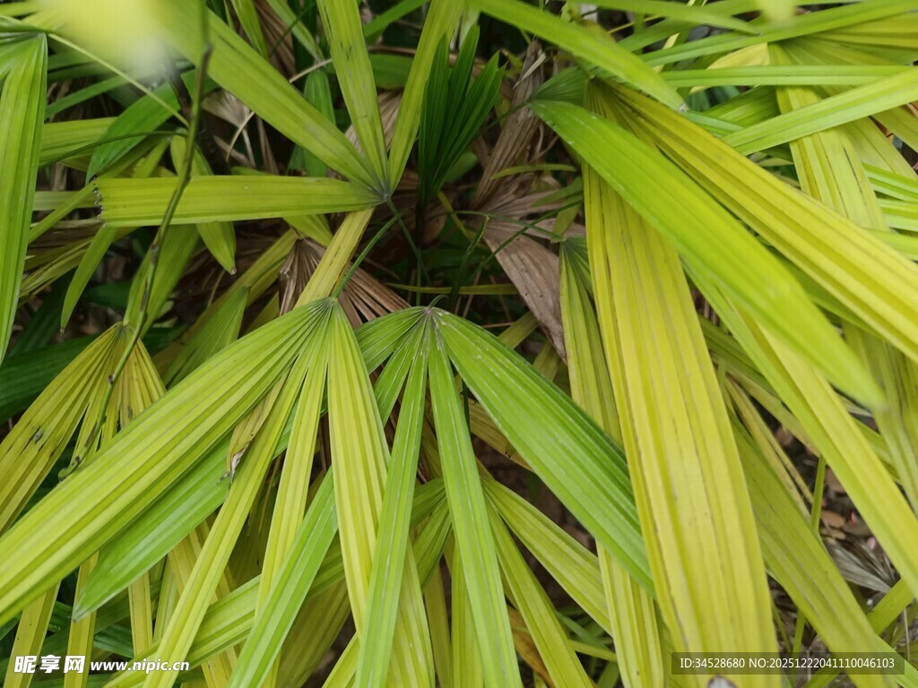 翠绿舒展的植物叶片