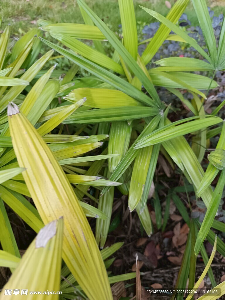 翠绿细长叶片的植物特写