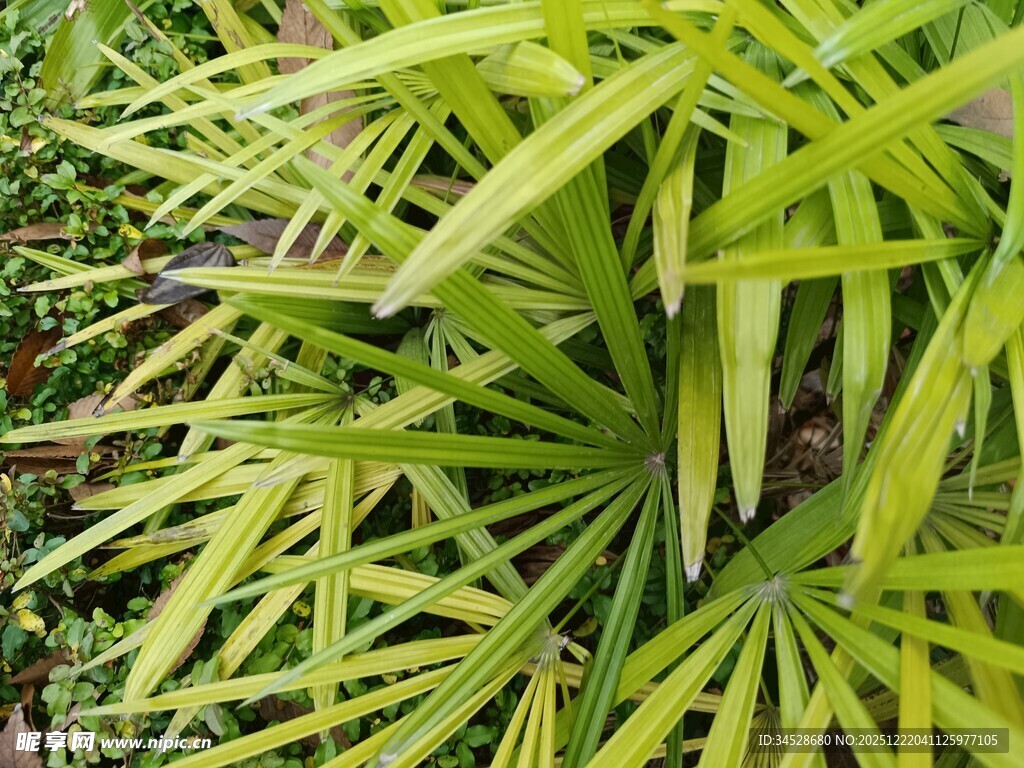 翠绿羽状叶片植物特写