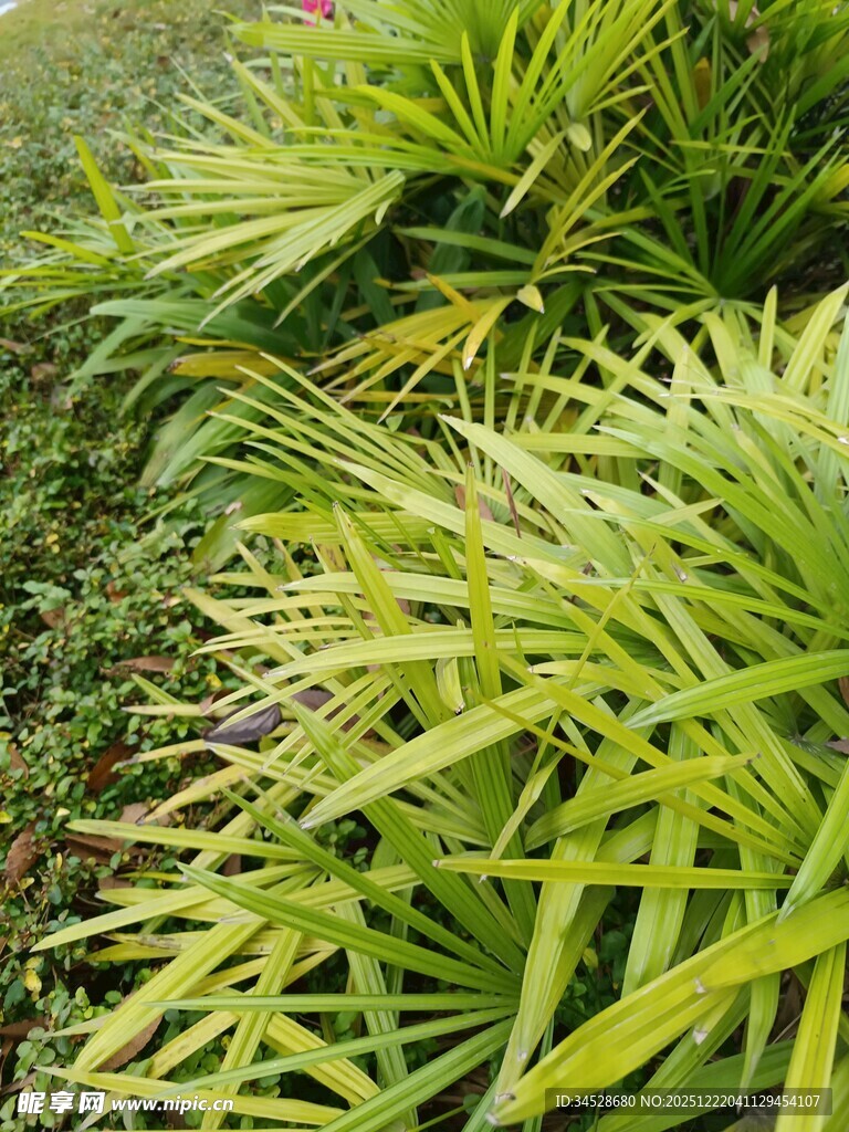 翠绿细长叶片的丛生植物