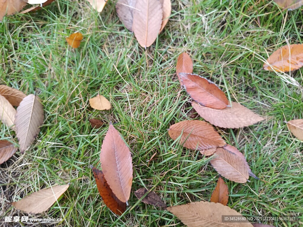 草地上的散落秋叶