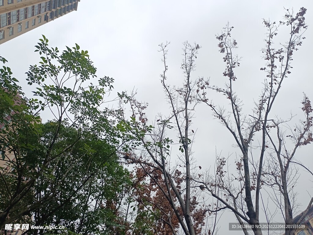 雨中光秃树木与绿植