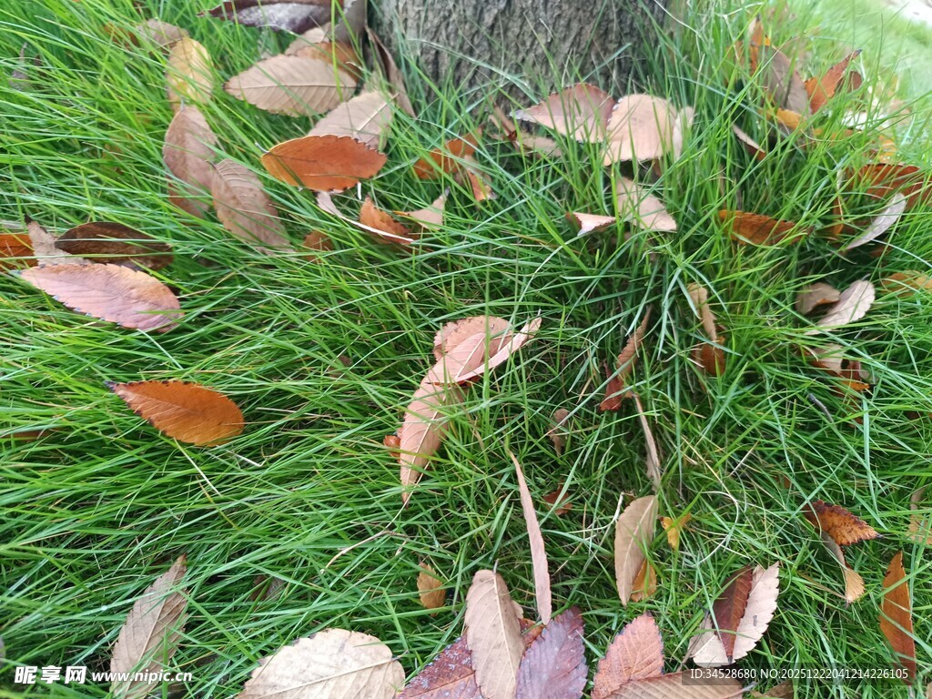草地上的多彩落叶