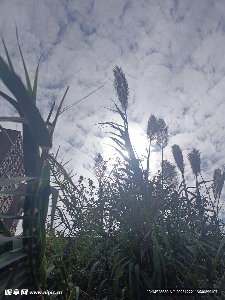 天空下的蒲苇植物景观