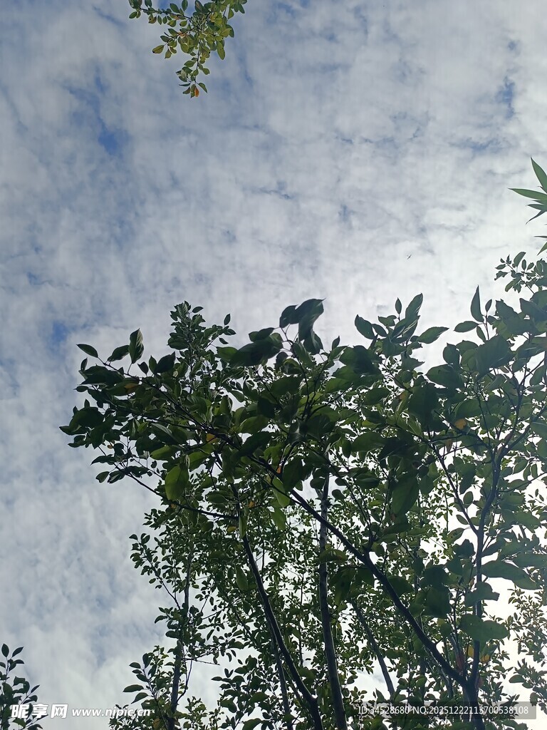 仰视绿树与蓝天白云