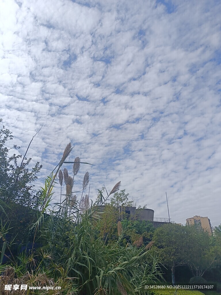 蓝天白云下的绿植与建筑