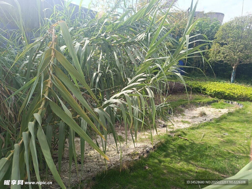 户外翠绿植物景观