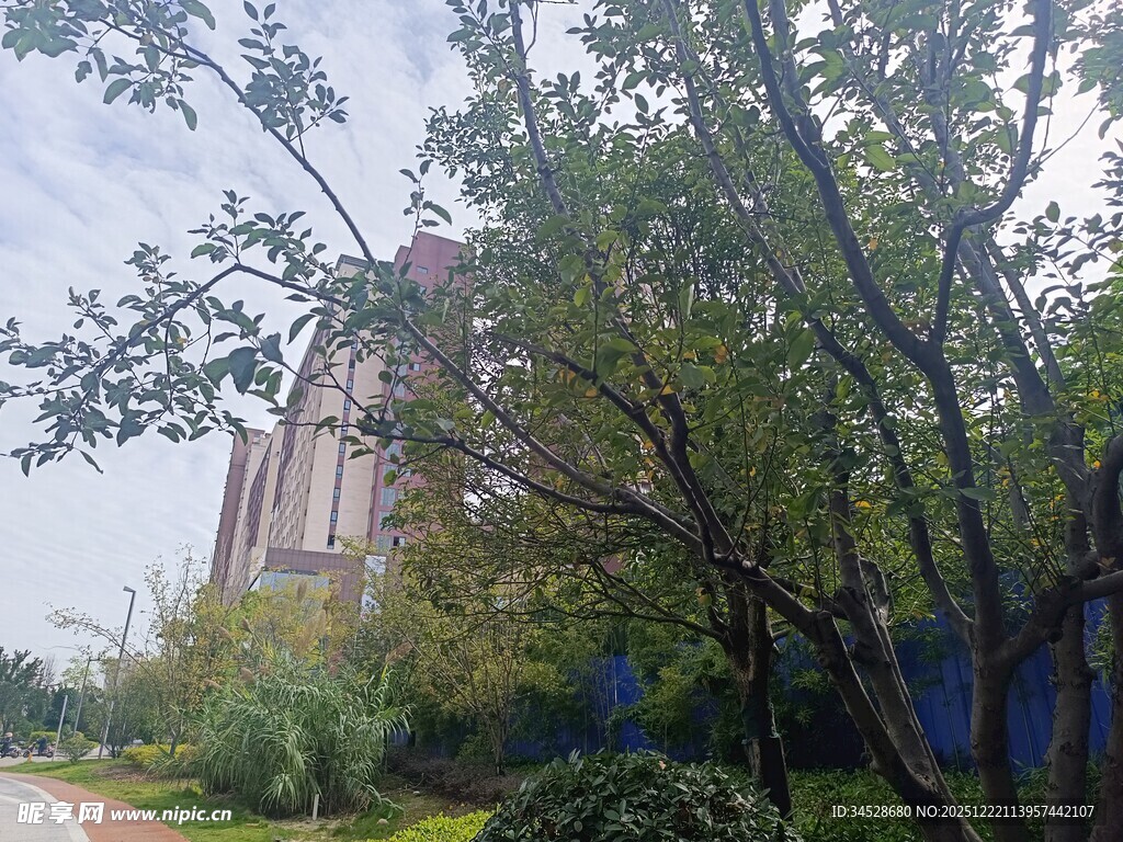 绿树环绕的宏伟建筑