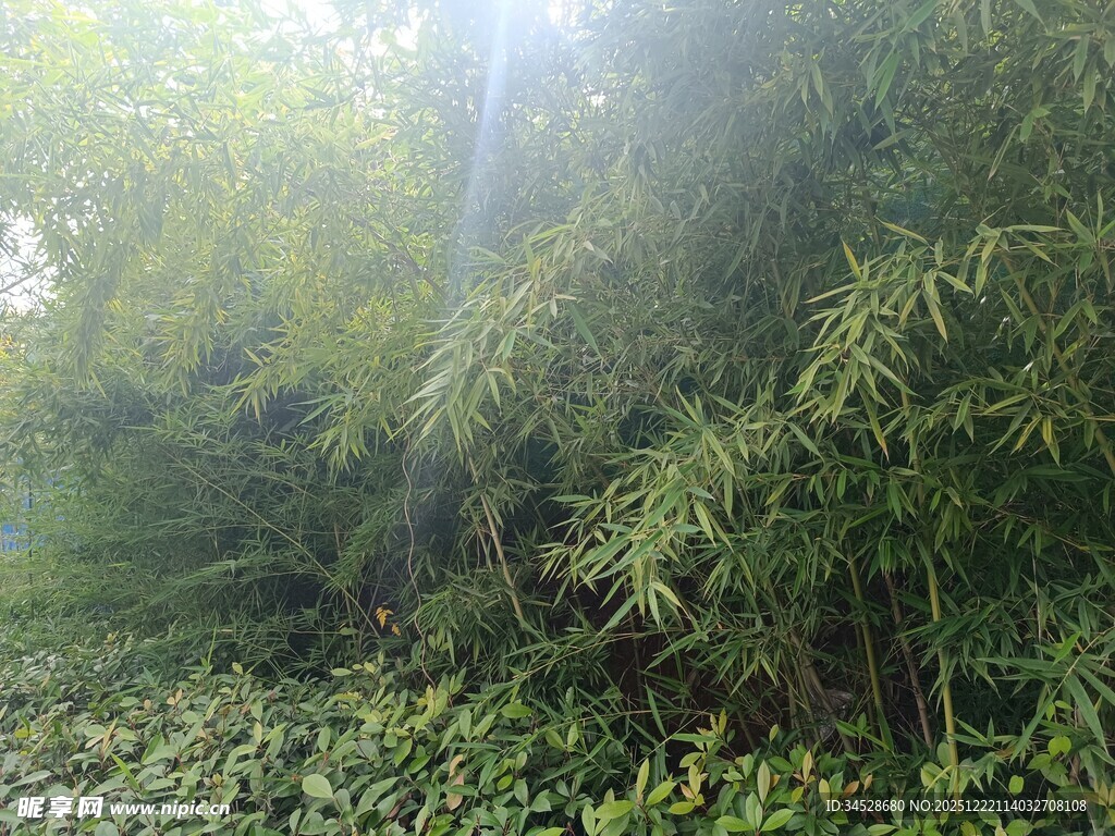 阳光洒落的竹林绿意景致