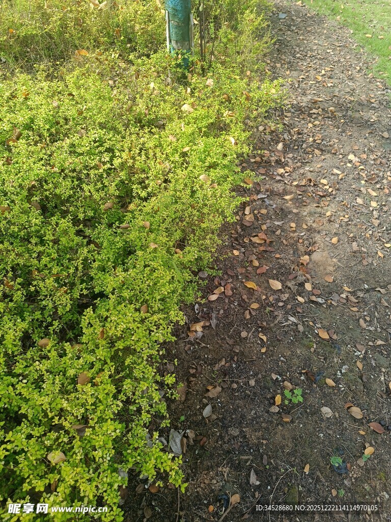 小径旁的翠绿灌木丛