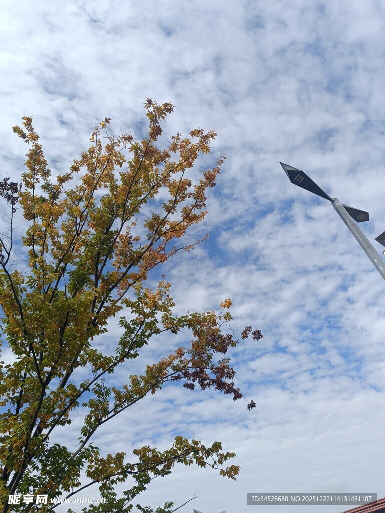 蓝天绿树旁的路灯