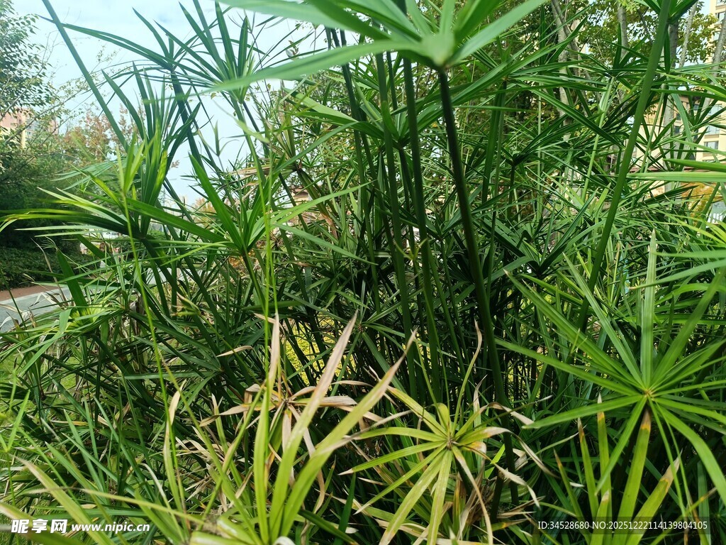 茂密丛生的绿色草本植物